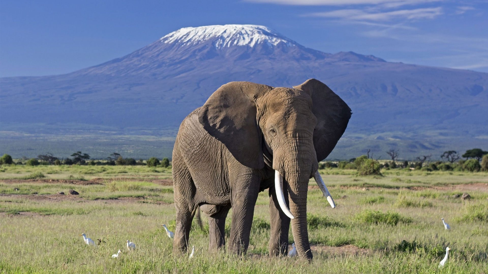 Kilimanjaro national park