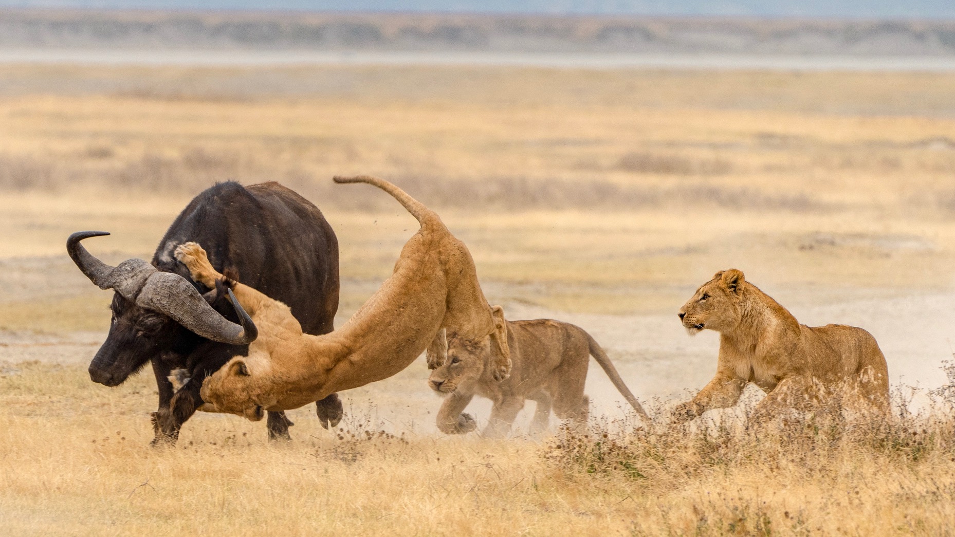 Ngorongoro Crater Park