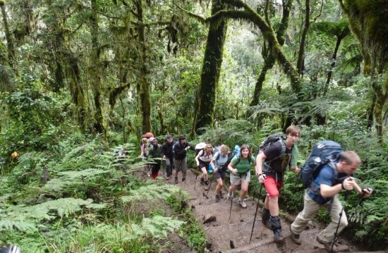 Kilimanjaro Day Hike