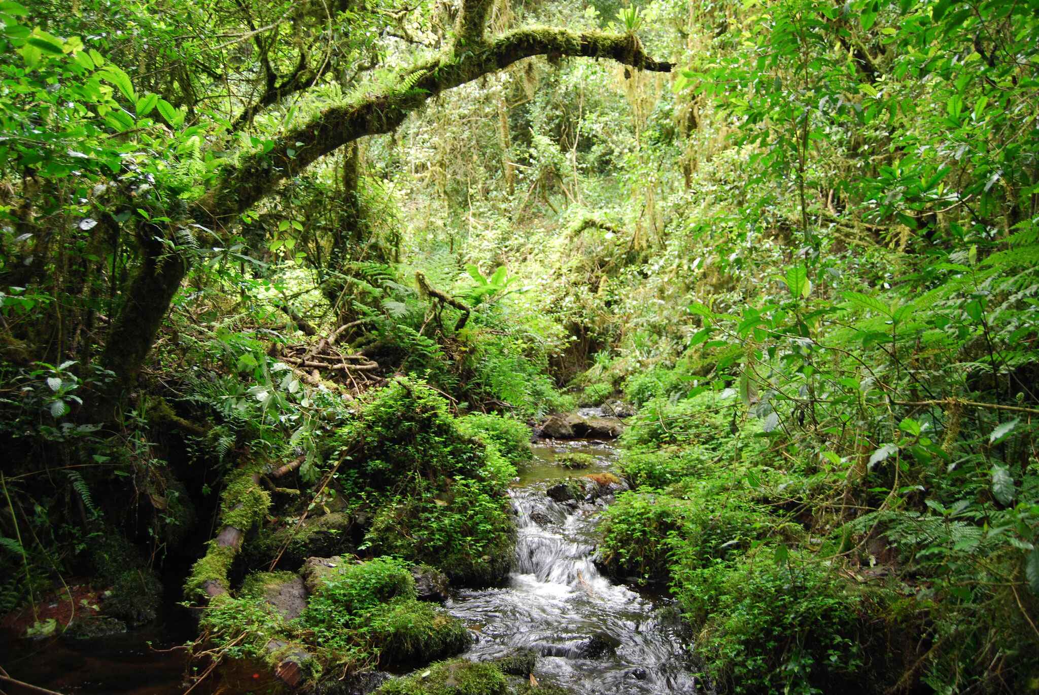 Kilimanjaro Day Hike