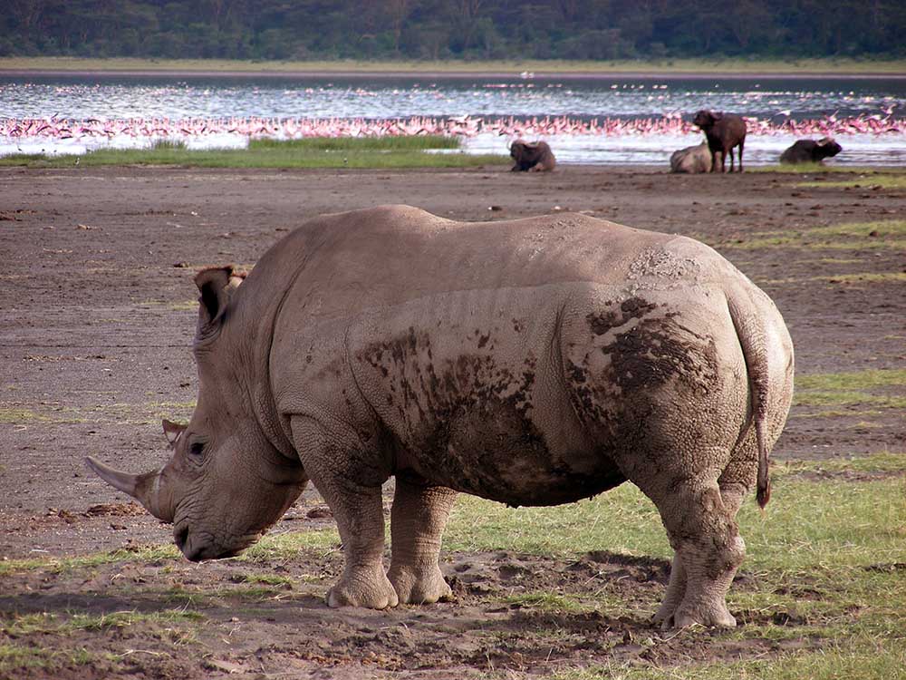 Manyara National Park