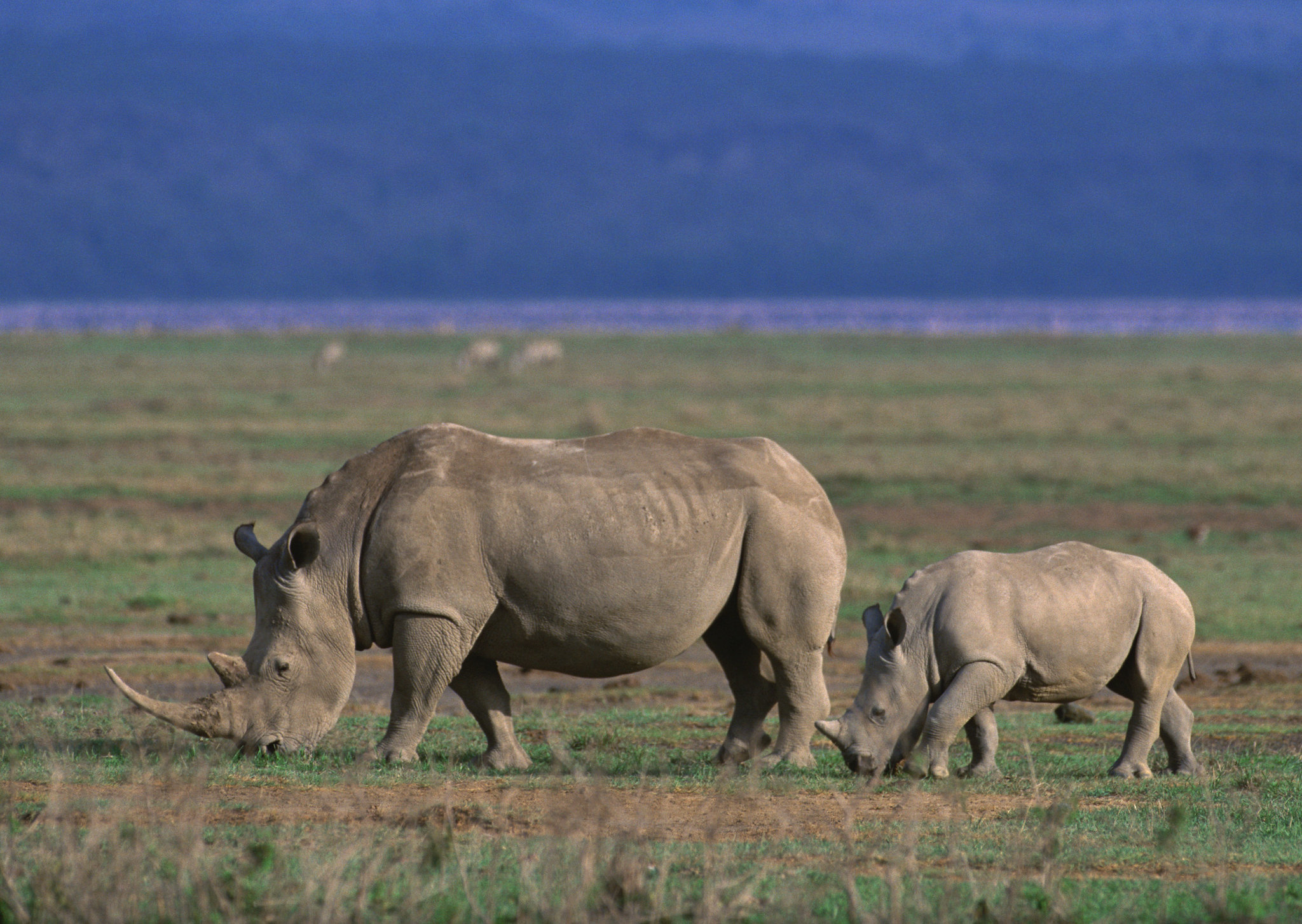 Ngorongoro Crater Park