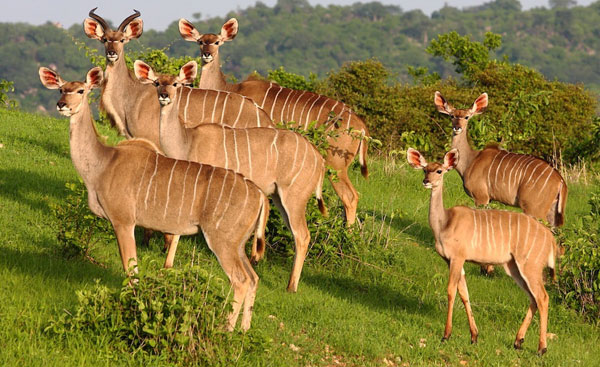 Ruaha National Park