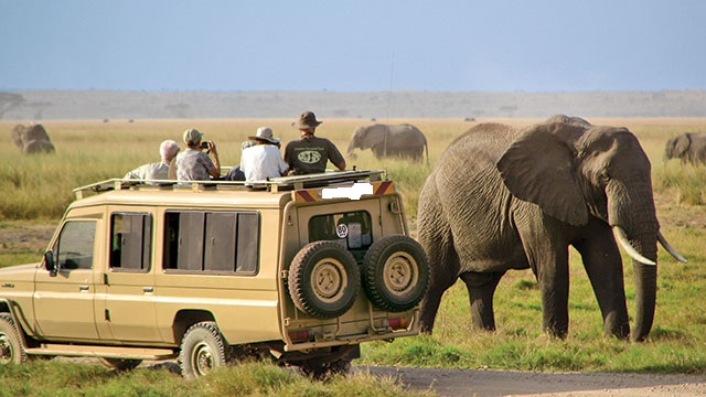 safari park with car