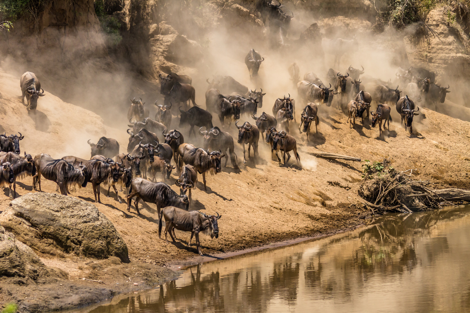 Tanzania Wildebeest Migration Safari 7 Days Signature Safari 2023/24