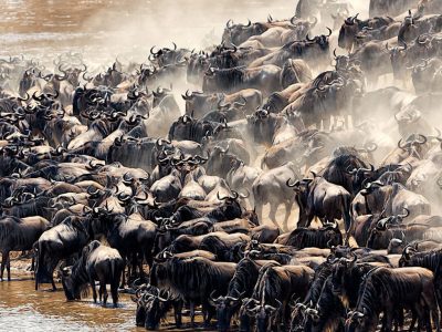 serengeti-signature-migration-safari