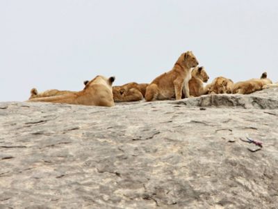 7-days-of-tarangire-and-ngorongoro-serengeti