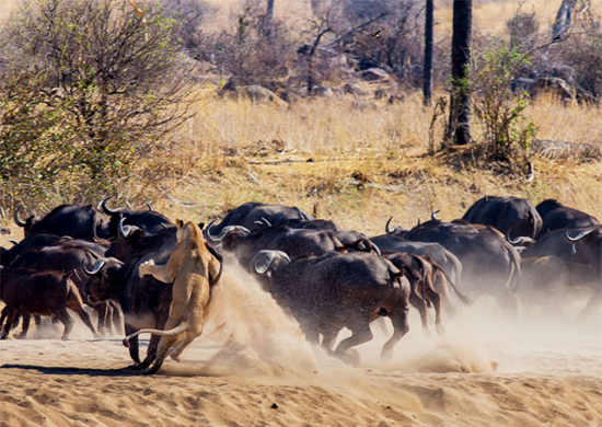 9 Days Serengeti Wildebeest