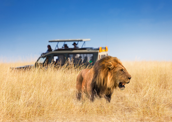 Safari in Tanzania 10Days