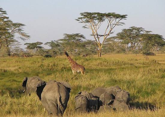 tanzania-mid-range-safari