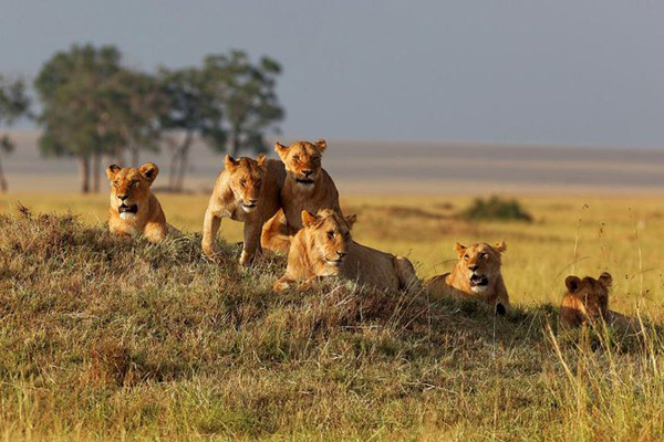 Tanzania Safari Luxury