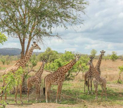 Tower-of-Giraffes-Mikumi-National-Park-Tanzania
