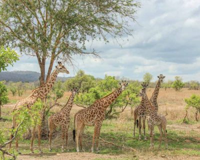 Tower-of-Giraffes-Mikumi-National-Park-Tanzania