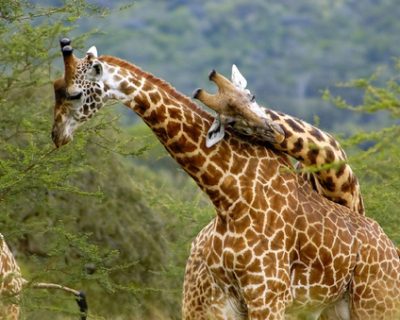 giraffe-akagera-national-park-rwanda