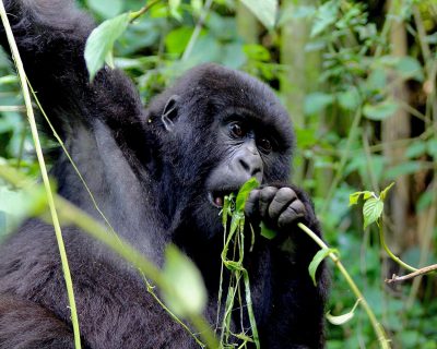 gorilla-trekking-africa