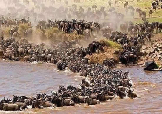 7 Days Group Joining Wildebeest Migration Safari