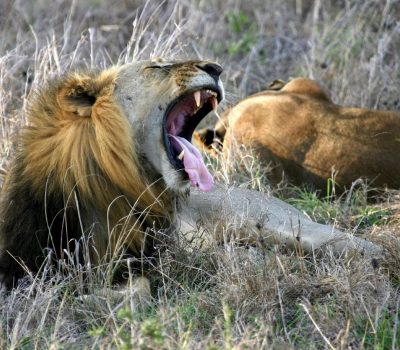 6 Days Tanzania Group Joining Safari
