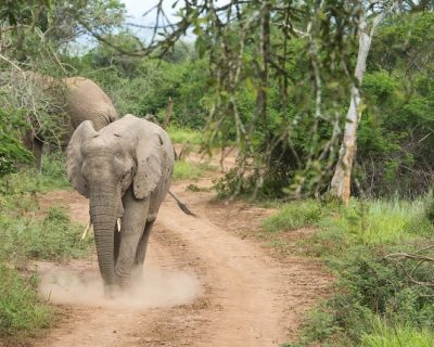 rwanda-elephant