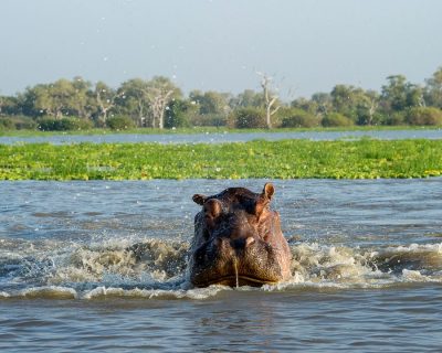 selous-hippo-splashing