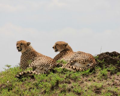 Tanzania-Serengeti-National