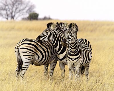 6 days Tanzania Group joining safari