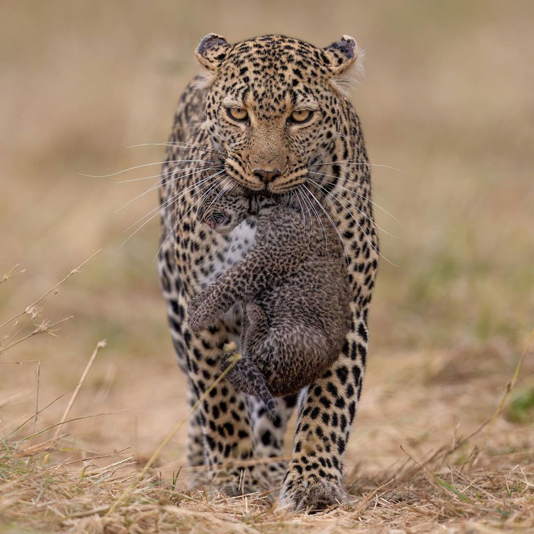 leopard carrying her cub in tanzania serengeti