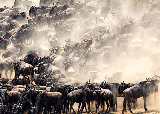 serengeti signature migration safari