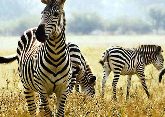 tanzania safaris 7days serengeti