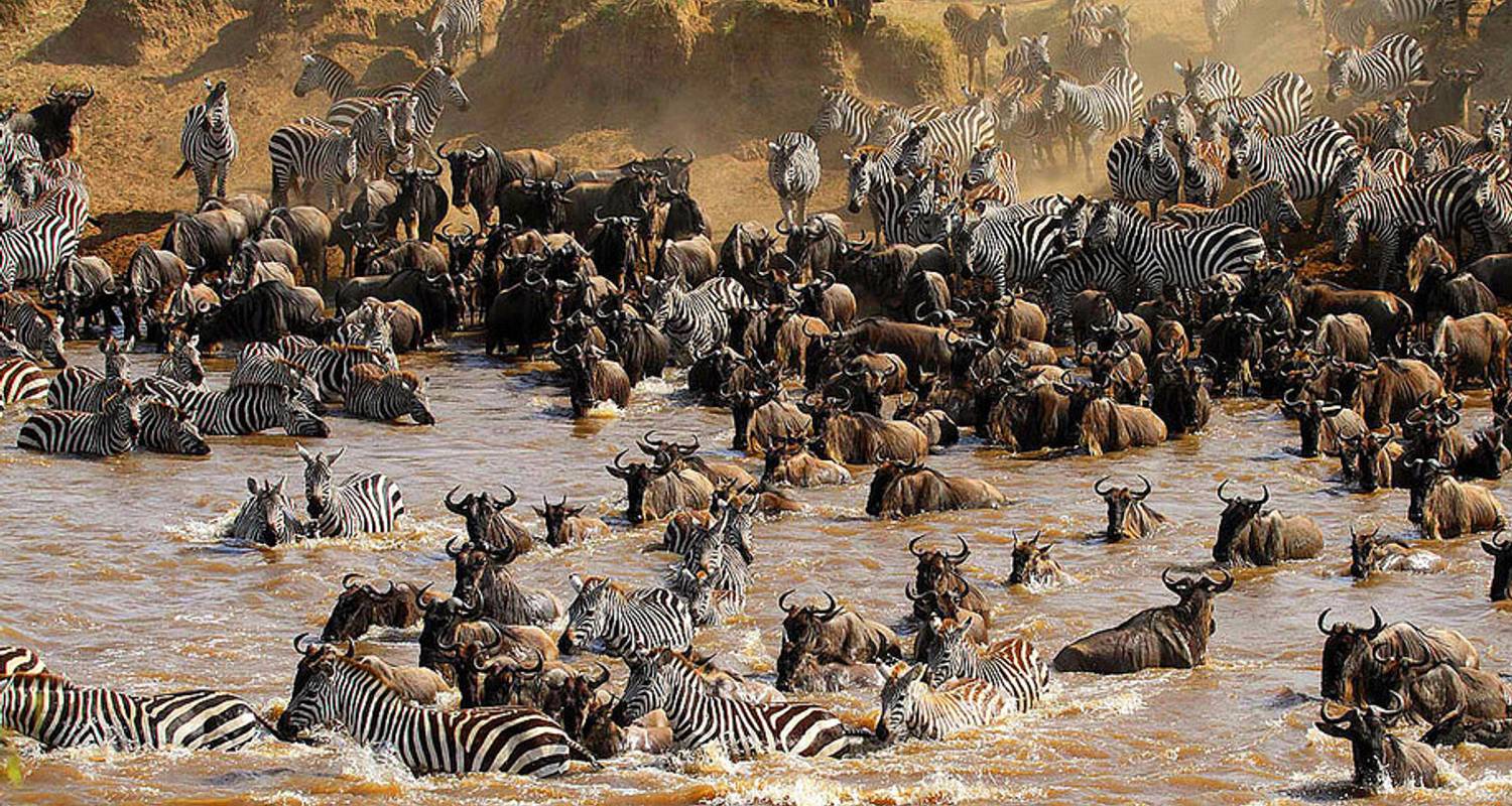 mara river crossing wildebeest witnessing